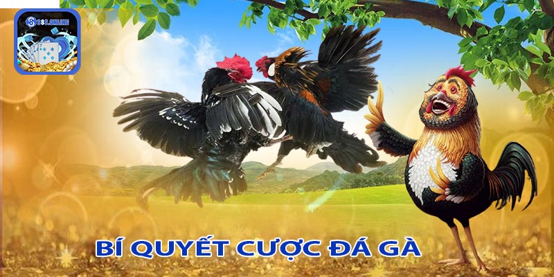 Bí quyết để chiến thắng cược đá gà thomo